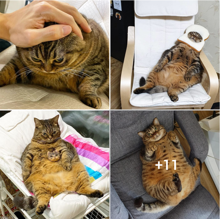 Meet Manggo: The Chubby Feline with a Talent for Making You Laugh with Her Comical Facial Expressions
