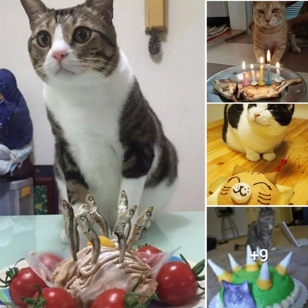 “Feline Festivities: Hilariously Adorable Reactions of Cats to their Own Birthday Cakes!”