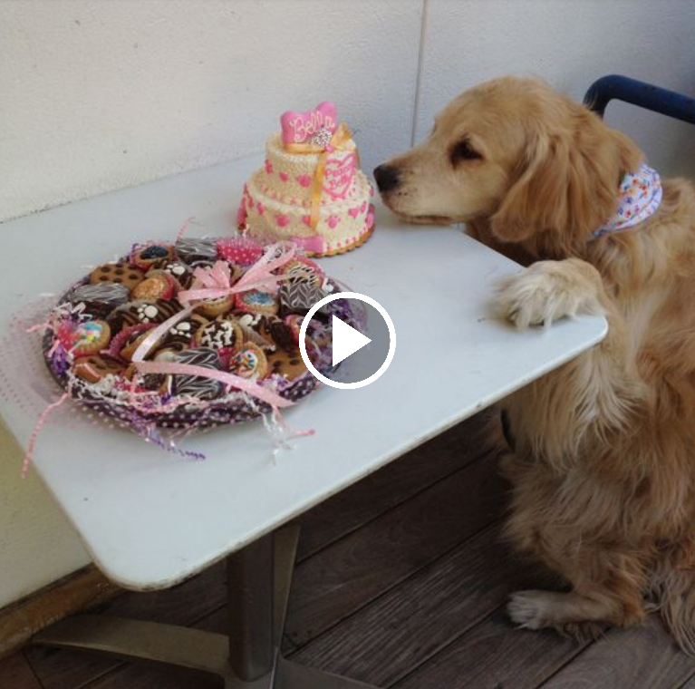 “A Pawsitively Adorable Celebration: A Dog’s First Birthday with a Cake and Emotional Tears of Joy 15 Years in the Making”