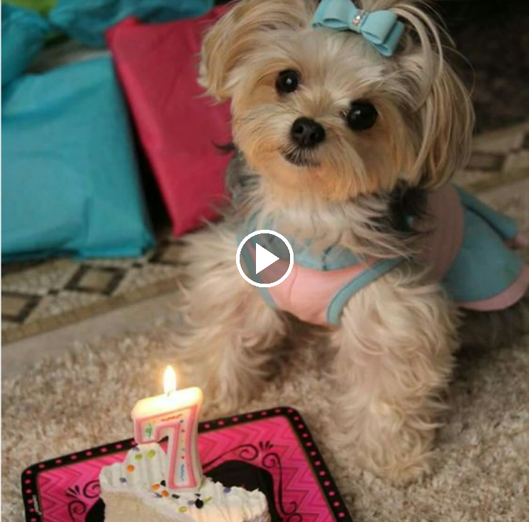 “A Pawsome Celebration: Showering Our Furry Companions with Love and Cuteness on Their Special Day!”